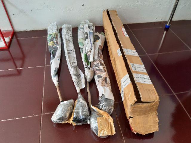 Bibit Tanaman Buah Alpukat Wina