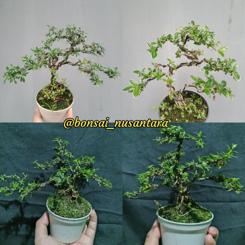 Bonsai mame +pot plastik id pohon serbin