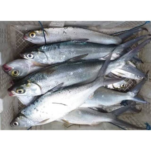 

PASAR ONLINE MURAH - IKAN BANDENG SEGAR 500GR