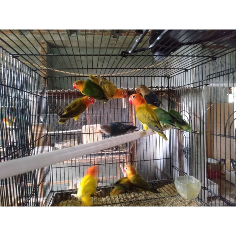 Lovebird Biola / Lb / Lovbird Bio / Lakbet