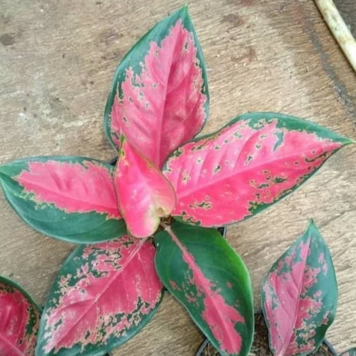 Tanaman Hias Aglonema Red Kocin