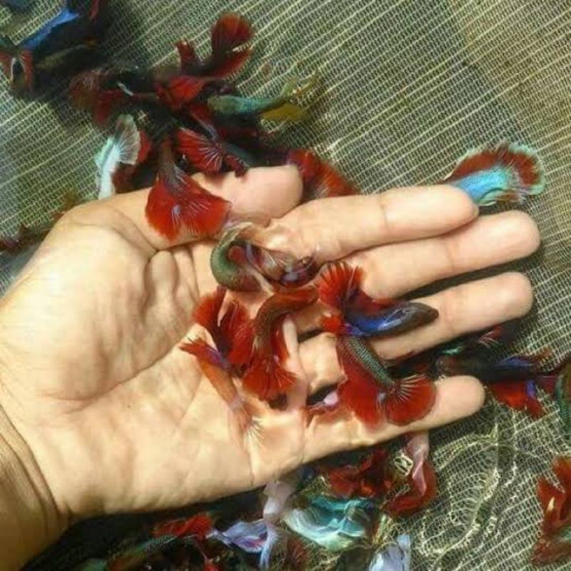 ikan hias siyem cupang Betta multi serit HM halfmon Nemo bluerim cello rosetail termurah terlaris