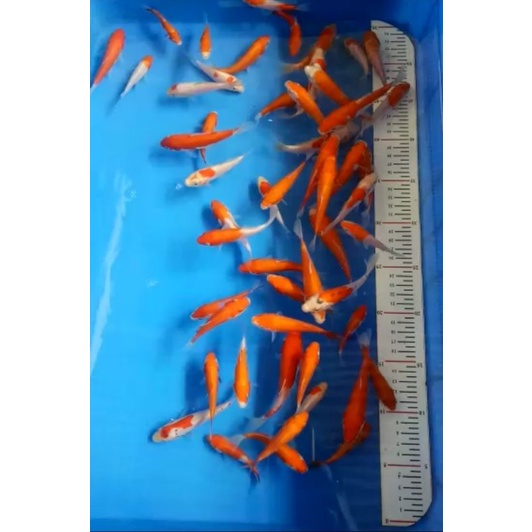 bibit ikan koi grad A