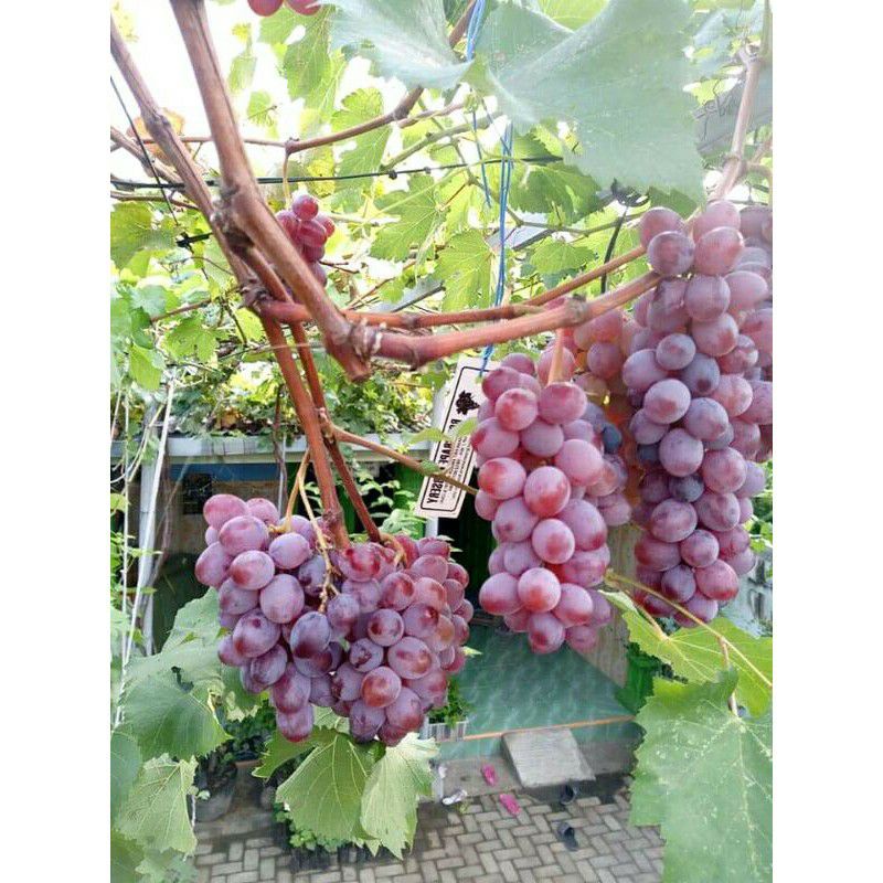 Bibit Anggur Ninel Super Hasil Grafting