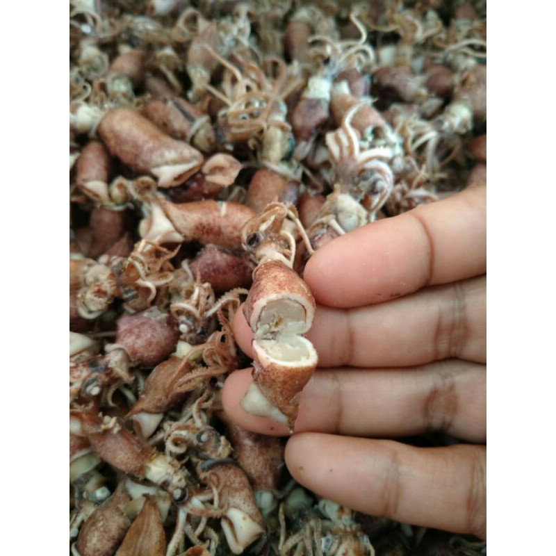 

Baby Cumi klualitas export