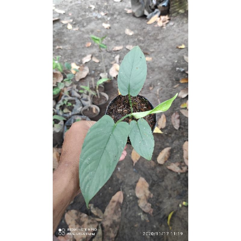 Tanaman schismatoglottis silver