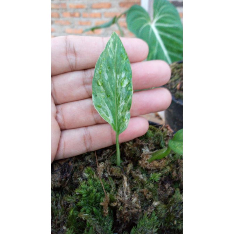 Janda Bolong Varigata Lokal