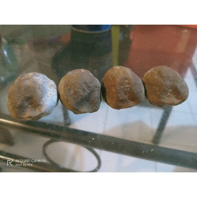 Muncang Adu Jenis Jayanti Jawa