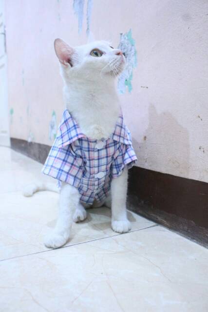 Kemeja kotak-kotak biru putih lucu untuk kucing dan anjing size S M L XL