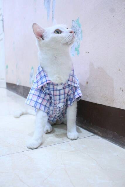 Kemeja kotak-kotak biru putih lucu untuk kucing dan anjing size S M L XL