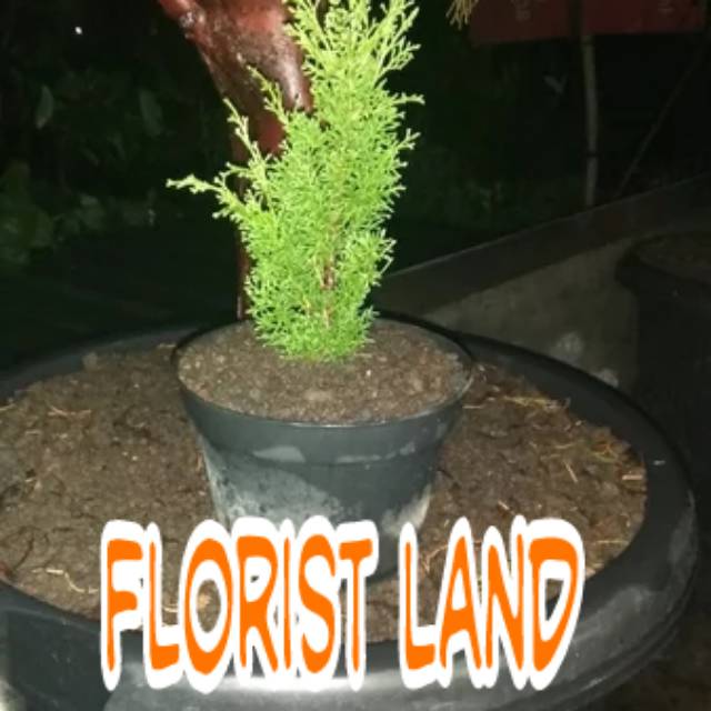 Bahan bonsai cemara sargenti
