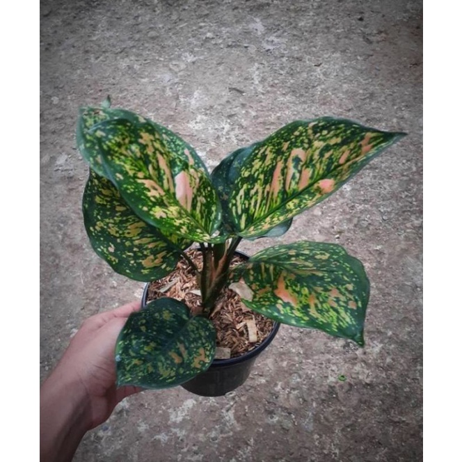 AGLAONEMA RUBY PINK MURAH