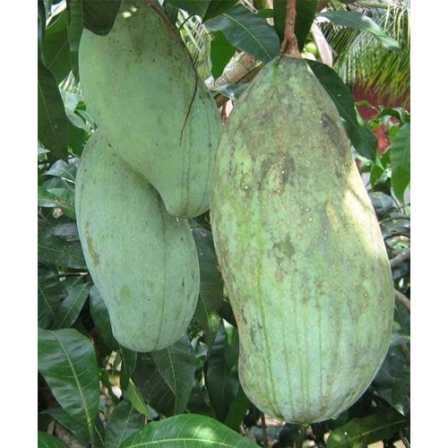 Bibit Mangga Mahatir/ Tanaman Mangga Mahatir Jumbo Okulasi Cepat Berbuah (Jaminan Original)