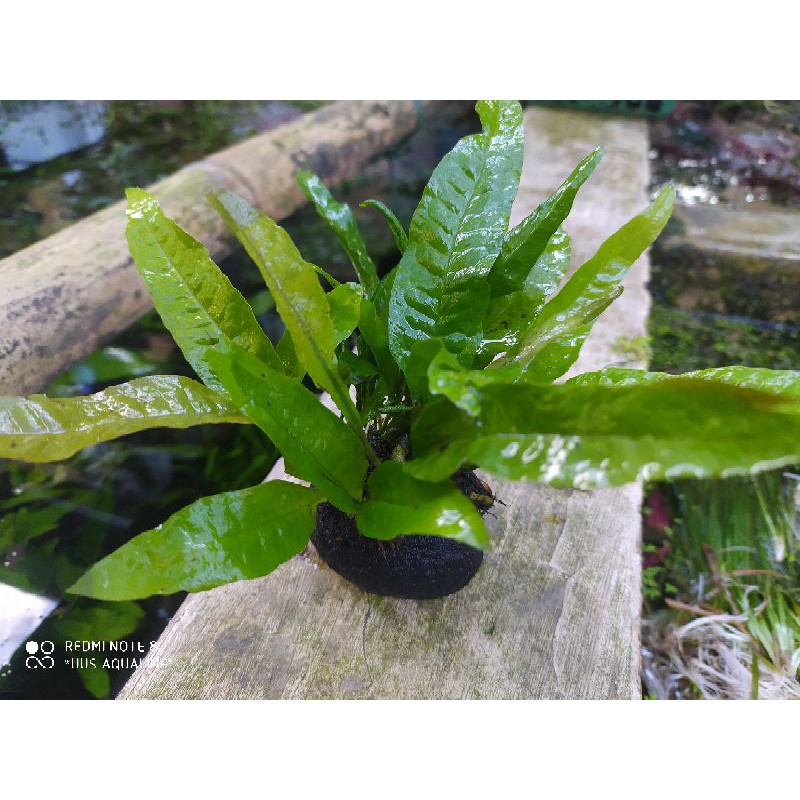 java fern media wabikusa