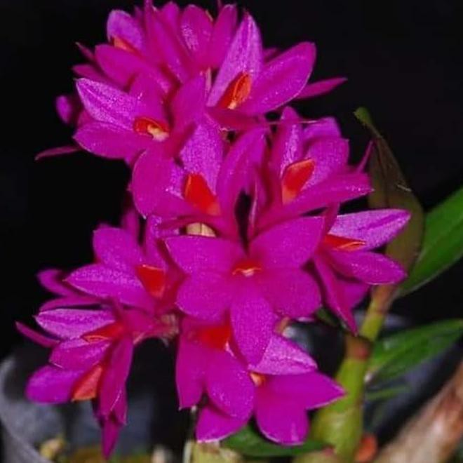 ANGGREK DENDROBIUM HIBIKI UNIT PROMO