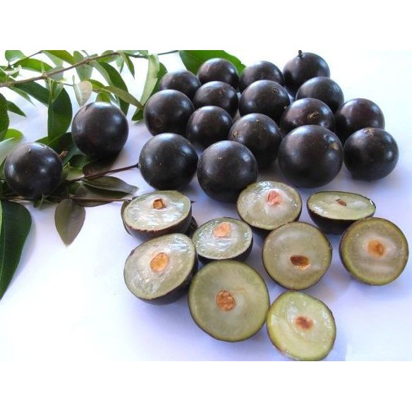 Bibit tanaman Anggur brasil Anggur Brazil jaboticaba