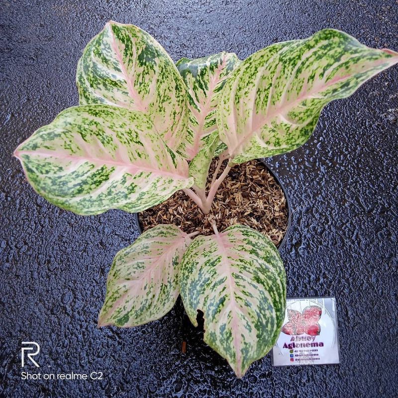 Jual tanaman hias aglonema bidadari // tanaman hias aglonema cantik