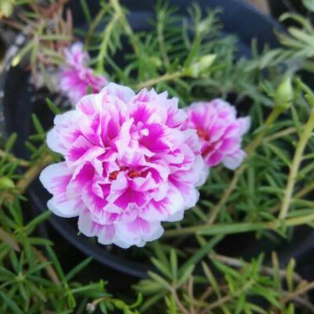 Mossrose BICOLOUR / portulaka / portulaca / mawar tanah / krokot BICOLOR