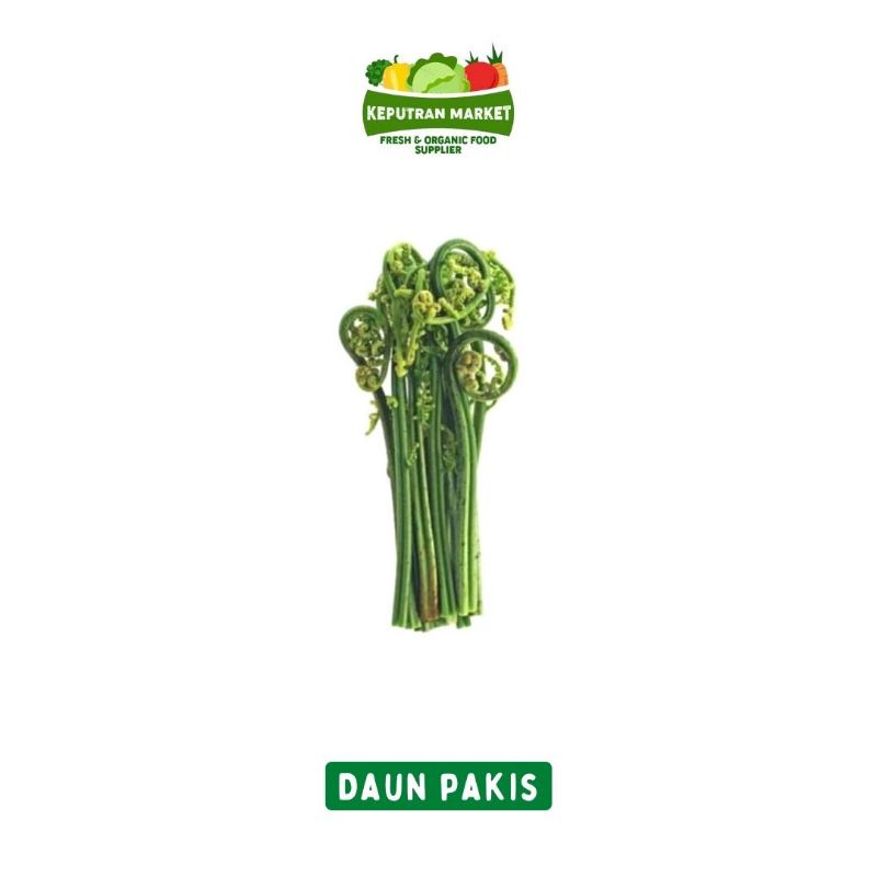 

Daun Pakis Per Ikat / Produk Langka