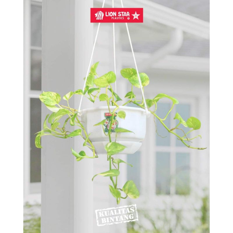 POT BUNGA LION STAR ORI/POT GANTUNG(pot8)