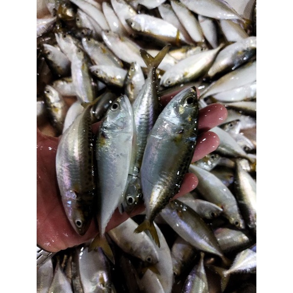 

Ikan Baby Kembung Segar 1~Kilogram