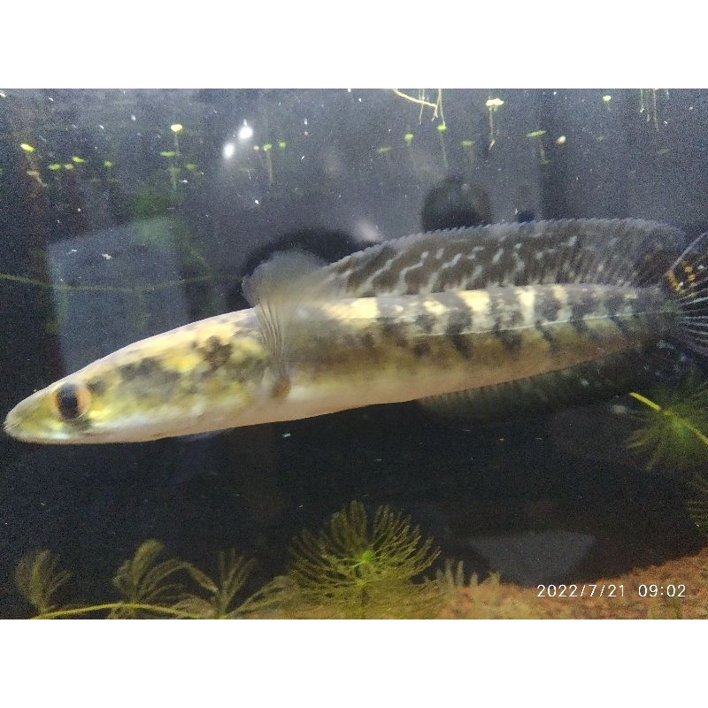 channa Maru Ys cabung size 20cm real pic