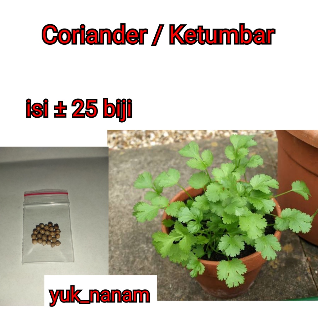 25 Benih Herb Coriander Daun Ketumbar Favor Bibit Sayuran Herba Known You Seed Tanaman Obat Herbal