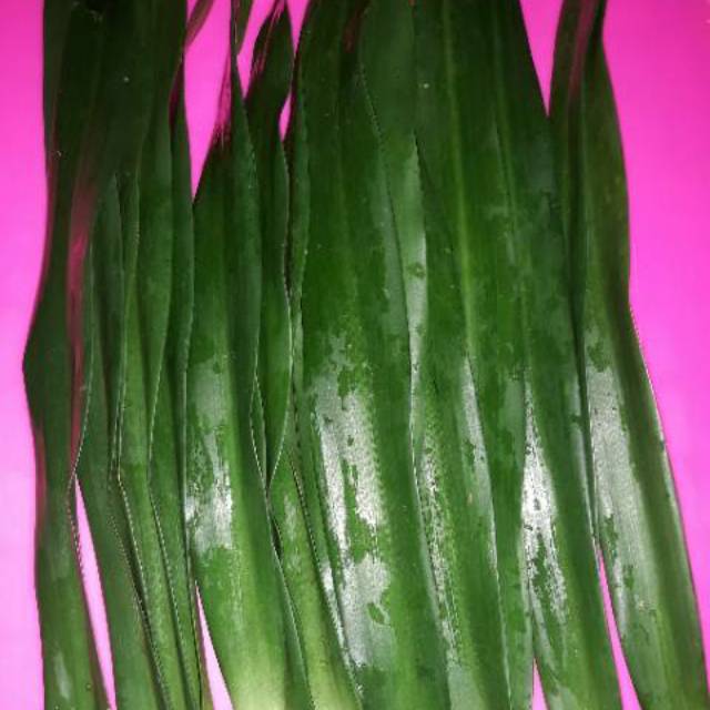 

Daun Pandan suji 25 lembar + bonus 2 lembar pandan wangi bahan pewarna makanan alami