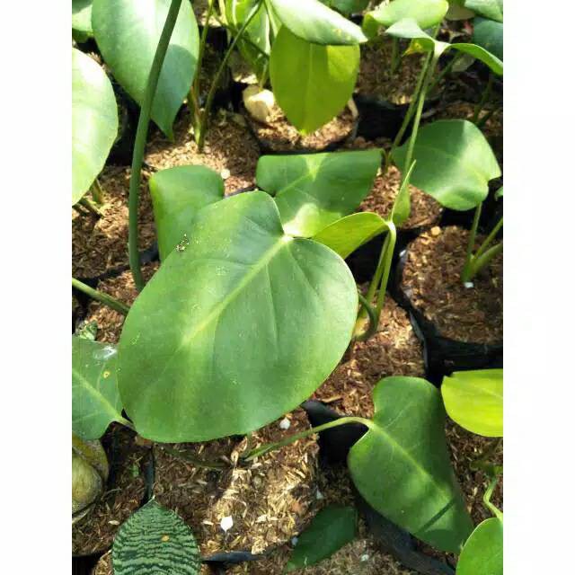 Bibit Monstera