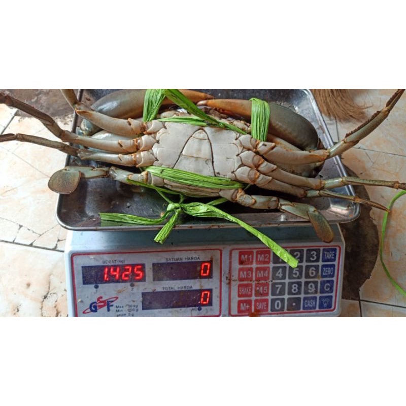 

KEPITING BAKAU JUMBO 1000 GRAM UP