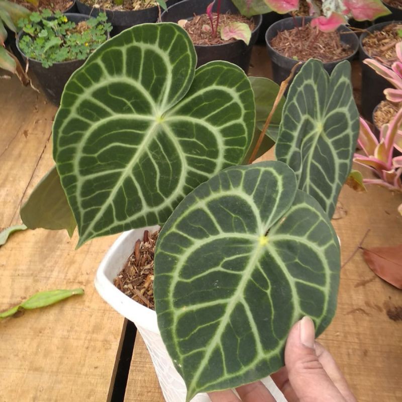 Tanaman hias kuping gajah tarantula - tanaman hias - kuping gajah