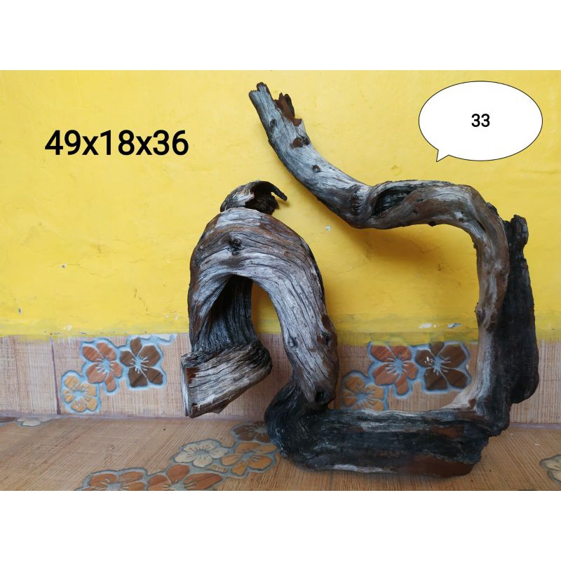 Santigi Laut / Kayu Sentigi Karang Aquarium Aquascape