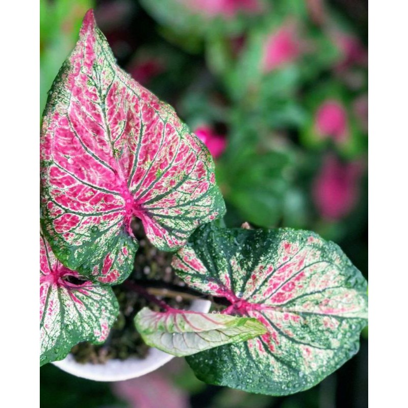 Keladi/Caladium Anoman Obong