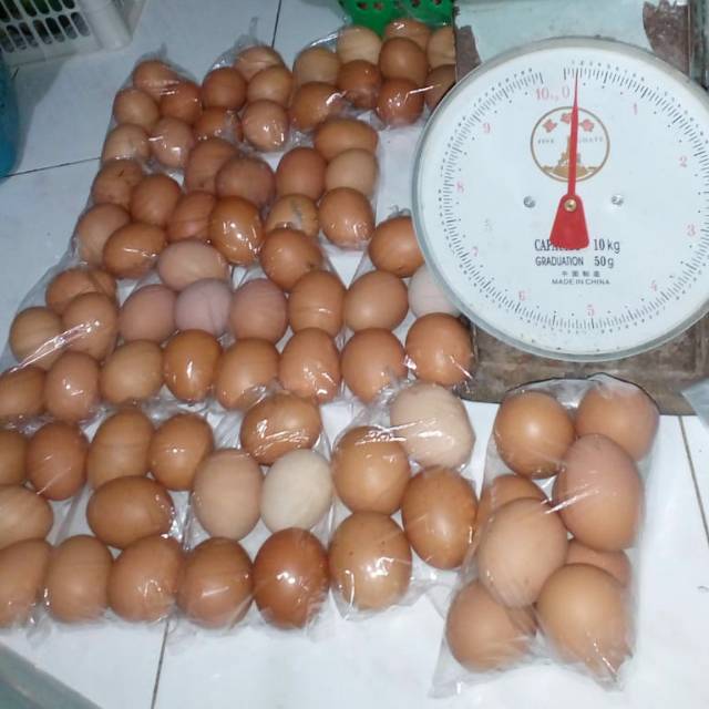 

Telur