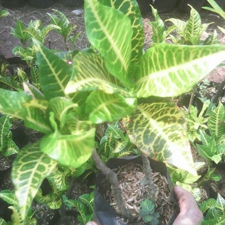 Tanaman hias puring macan /Pohon Puring macan