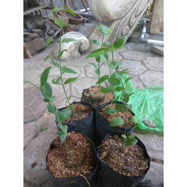 Tanaman/bibit siwak kayu arok ukuran kecil