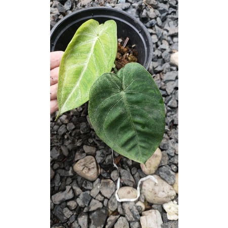 syngonium frosted heart