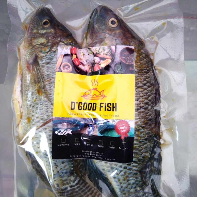 

Ikan Mujaer Frozen - Bumbu Siap Gorang / Bakar