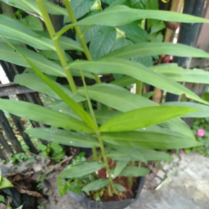 

Tanaman Obat Panglai Bonglai Bangle minim order 2 pohon