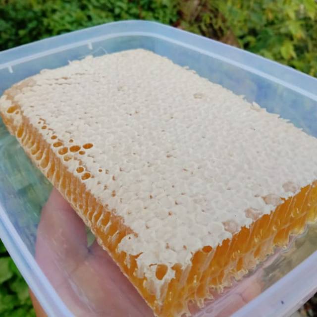

Madu sarang melifera