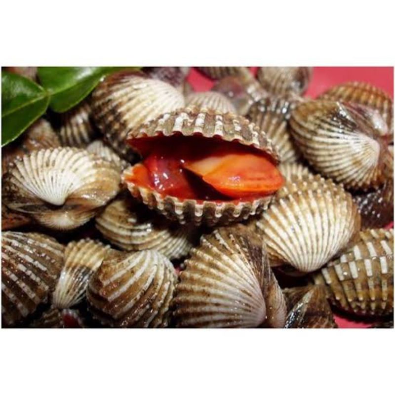 

kerang dara beku/fres