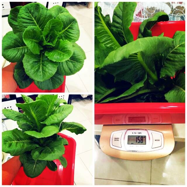 

Selada Fresh Organik