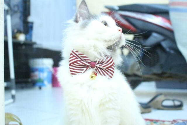 Dasi kucing lucu / bowtie imut / dasi kupu-kupu unik untuk kucing anjing size kitten adult