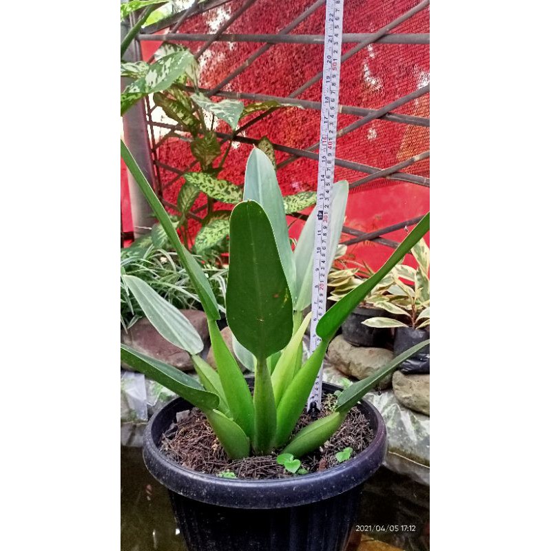 philo katak jumbo real plant