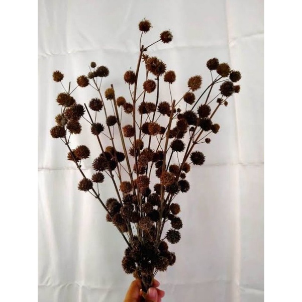 bunga kering pompom