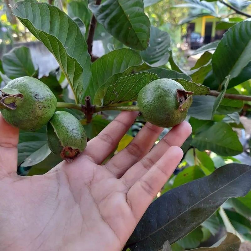 Bibit Jambu Kristal Sudah Berbuah Terlaris