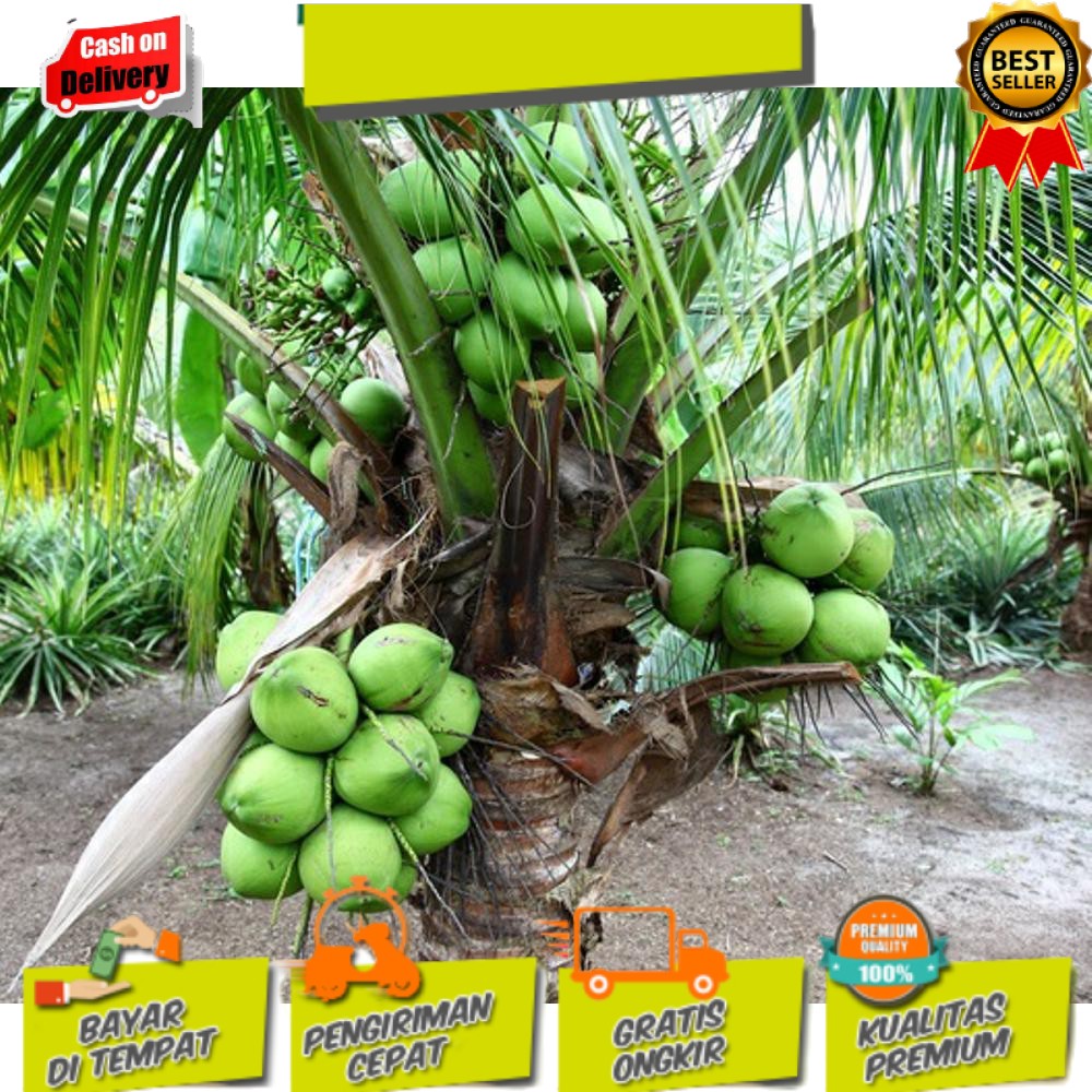 Bibit kelapa wulung / kelapa hijau wulung / kelapa ijo asli
