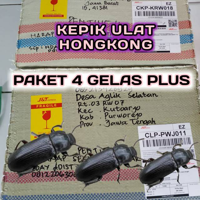 Kepik ULAT HONGKONG