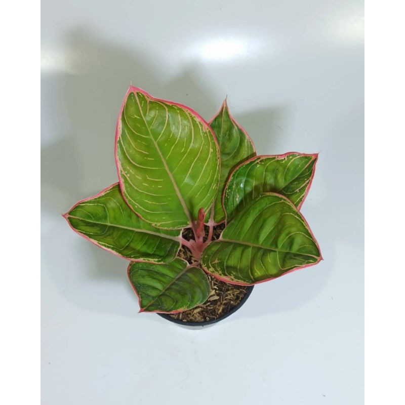 BIBIT BONGGOL AGLONEMA LIPSTIK PETERPAN