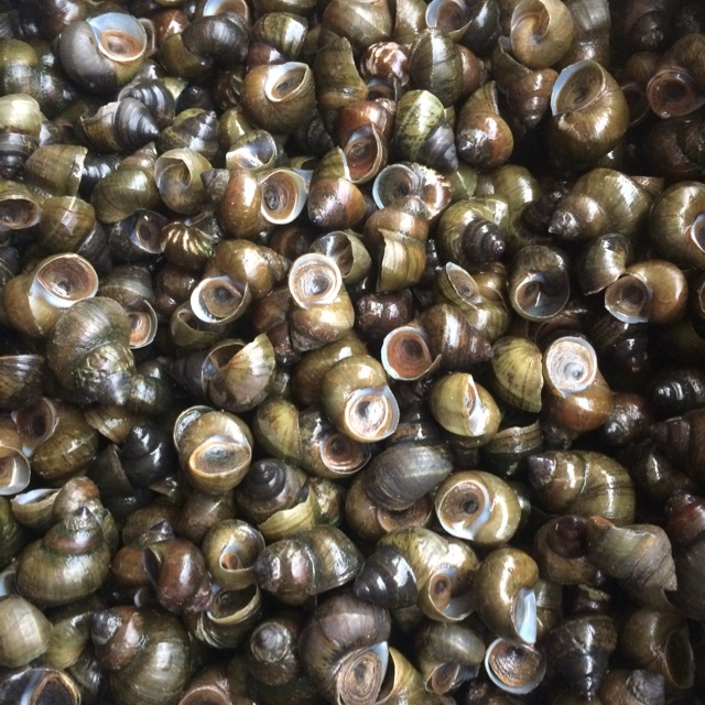 

Tutut/ciput sawah(sudah potong ekor)